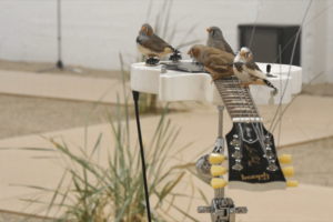 Люди и животные совпали в музыкальных предпочтениях