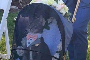 15 объектов для хорошего настроения: когда животные выглядят смешнее комиков