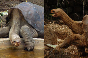 Одинокий Джордж