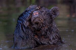 От смеха до умиления: опубликованы снимки финалистов премии Nature Photography Contest в номинации «Забавная природа»