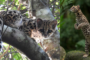 Кошки плачут, как дети, чтобы заманить и убить свою добычу