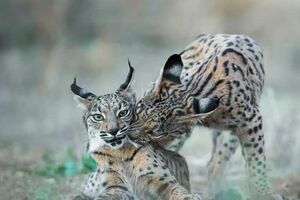 Дикая природа без постановки: лучшие снимки Зе да Кинты