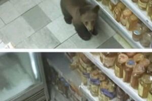 Хорошенькие и забавные фото наших маленьких пушистых друзей