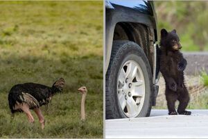 12 фотографий, доказывающих, что у животных есть чувство юмора