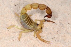 Скорпионы использовали металлы для укрепления жала и клешней