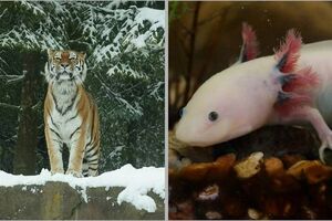 15 животных со всего мира, которых местные называют своими