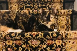Животные, которые сливаются с окружающей средой как настоящие профессионалы (16 фото)