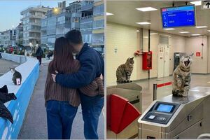 15 фото: коты на работе, которые справляются лучше своих коллег