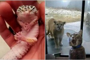 15 фото животных, которые рассмешат кого угодно