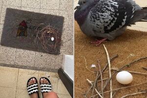 15 доказательств, что голуби вьют самые безобразные гнезда