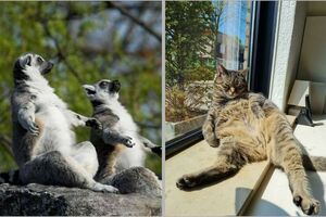 15 доказательств, что животные умеют загорать лучше людей