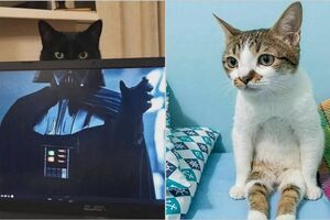 Смешные коты: 15 снимков, которые стали бы идеальными мемами