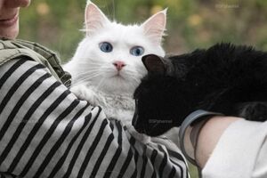 Исторические фото. Очень мило!