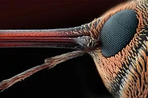 Как выглядит привычный мир под микроскопом: лучшие фотографии Nikon Small World 2026