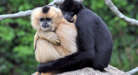 7 преданных друг другу животных, для которых любовь – это не пустой звук