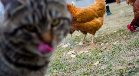 Когда уши и хвосты врываются в кадр: забавные фотобомбы с участием животных (23 фото)