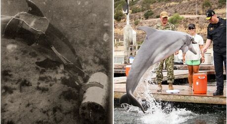 Плавники на боевом дежурстве: как китов и дельфинов тренируют для службы на флоте