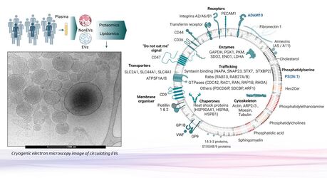 Ученые расшифровали «почтовую систему» организма человека, скрытую в крови