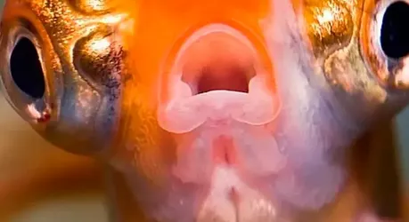 Правда ли, что у золотых рыбок трехсекундная память?