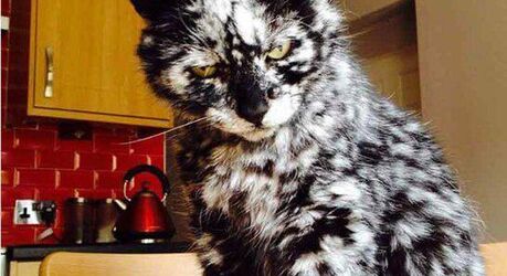 Фото животных, над окрасом которых природа особенно постаралась