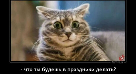 Новогодние демотиваторы (26 фото)
