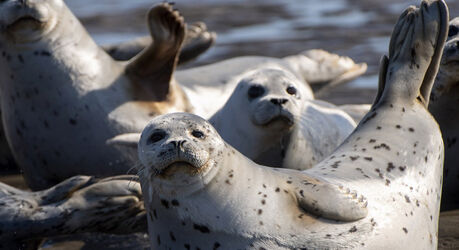 Нужная привычка: зачем тюлени хлопают себя ластами по животу