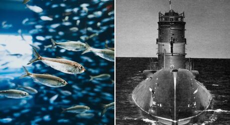 Как селёдка чуть не стала причиной международного конфликта и как природа разыграла военных: Операция «Веселящий газ»