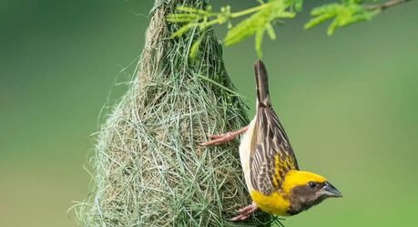 Индийский фотограф Абхиджит Мишра делает фотографии птиц, внушающие благоговейный трепет (25 фото)