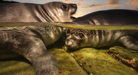 Лучшие подводные фотографии года: объявлены победители Underwater Photographer of the Year 2026