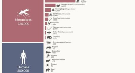 Самые опасные для человека животные: рейтинг смертности