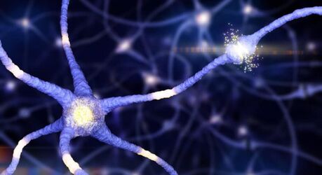 Мозг мыши вернулся к жизни после глубокой заморозки впервые в истории