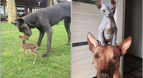 15 доказательств, что дружба в природе не подчиняется никаким правилам