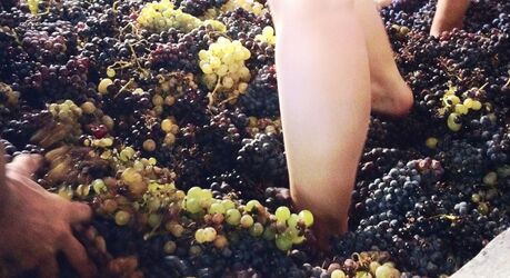 Зачем топтать вино ногами