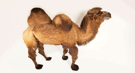 Почему горбы верблюдов иногда свисают набок