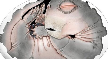 Ископаемое яйцо возрастом 250 миллионов лет впервые доказало, что предки млекопитающих откладывали яйца