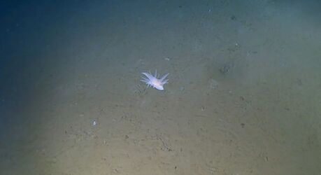 Ученые обнаружили 108 форм жизни в глубочайших океанских впадинах Японии, включая хищных губок и неопознанное существо