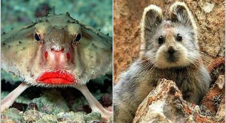 Лягушкороты и другие: 10 смешных животных, которые живут на нашей планете