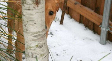 Домашние животные, которые играли в прятки… и проиграли (17 фото)