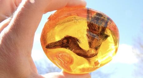 18 растений и животных, увековеченных в янтаре