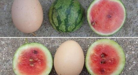 Селекционеры вывели арбузы величиной с куриное яйцо