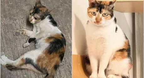16 кошек, которых забрали из приюта и подарили им совершенно новую жизнь