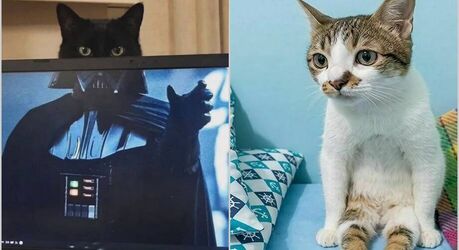 Смешные коты: 15 снимков, которые стали бы идеальными мемами