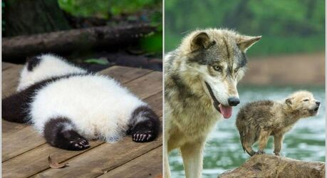 14 фото животных, которые доказывают: дикая природа прекраснее любого кино