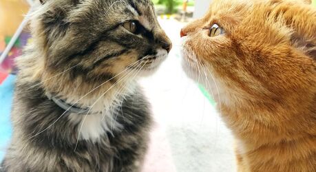 Ген рыжего кота: как разгадали загадку окраса