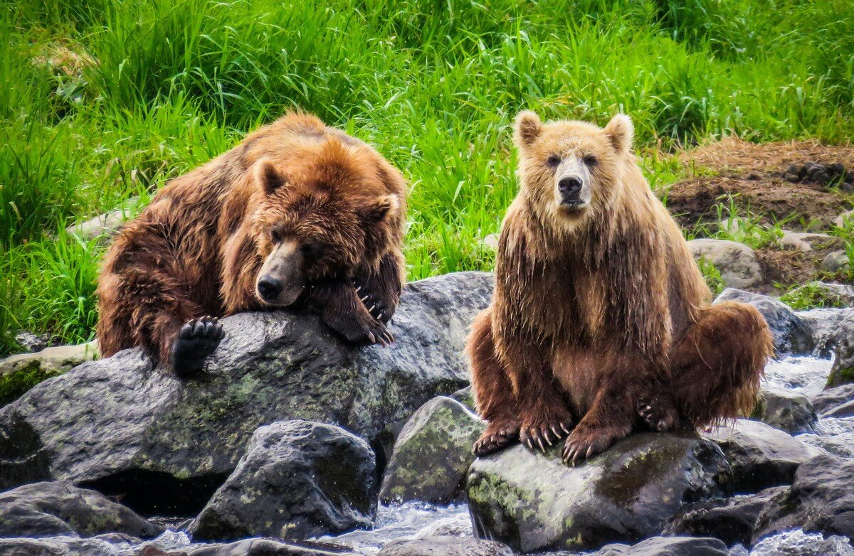 Описание фотографии камчатский бурый медведь. Бурый медведь Камчатки. Камчатский бурый медведь. Камчатка медведи. Дальневосточный или Камчатский бурый медведь.