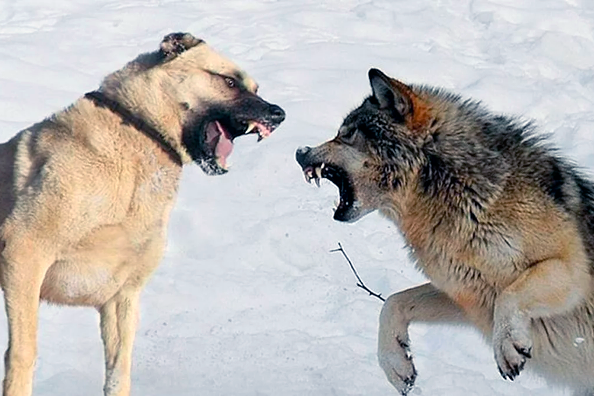 Волк силен и. Кангал vs Кавказская овчарка. Турецкий кангал против волка.