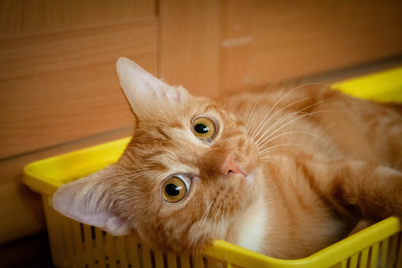 Желтый кот. Понимающий кот. Рыжий кот не понял. 8 Котов. Кот живой купить