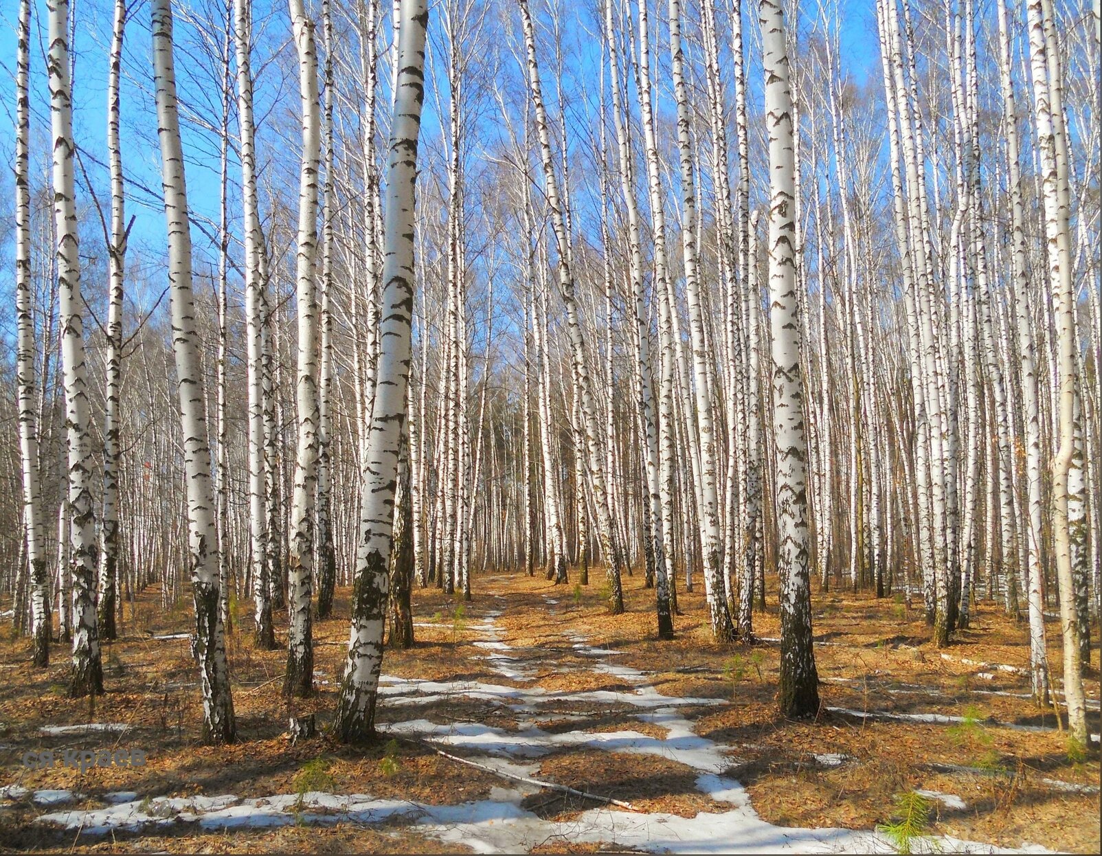 Birch видео. Русские березы. Красота России березы. Березовая аллея. Березы в Набережных Челнах.