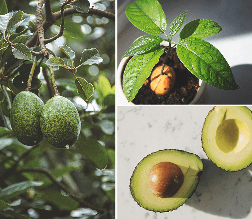 Какое вырастает авокадо. Авокадо растение. Авокадо домашнее. Авокадо в природе. Авокадо из косточки.