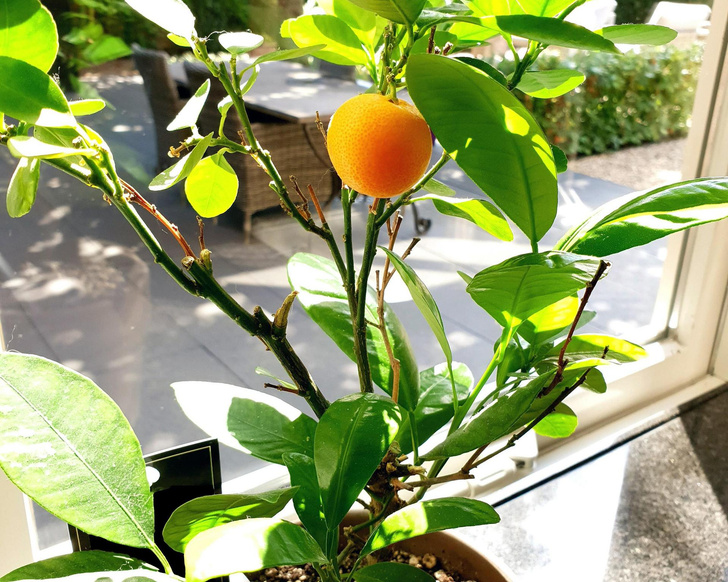 Мандариновый Росток. Цитрусовые домашние растения из косточек. Вырастить мандарин из косточки. Как растет мандарин в домашних условиях.
